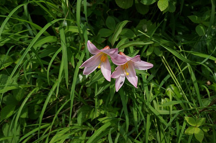 dsc08502.jpg