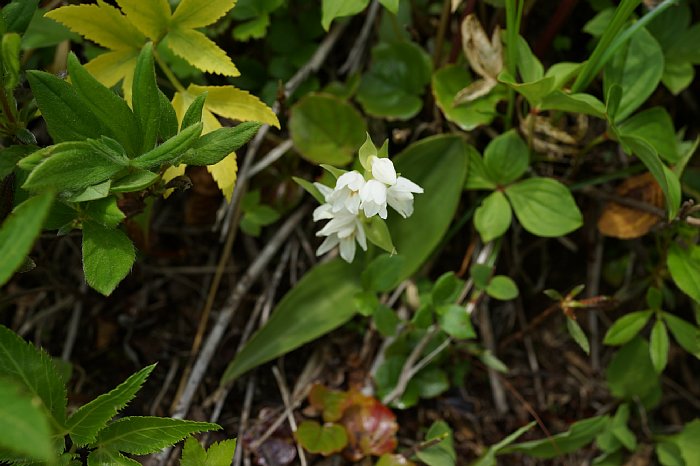 dsc08530.jpg