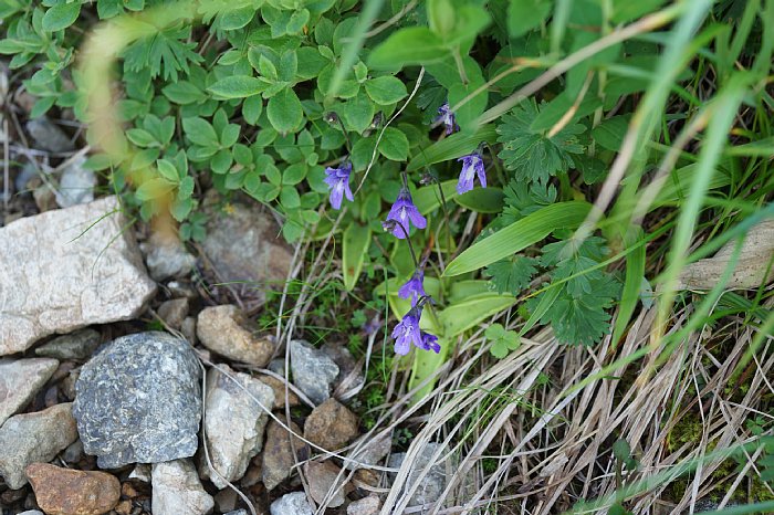 dsc08584.JPG