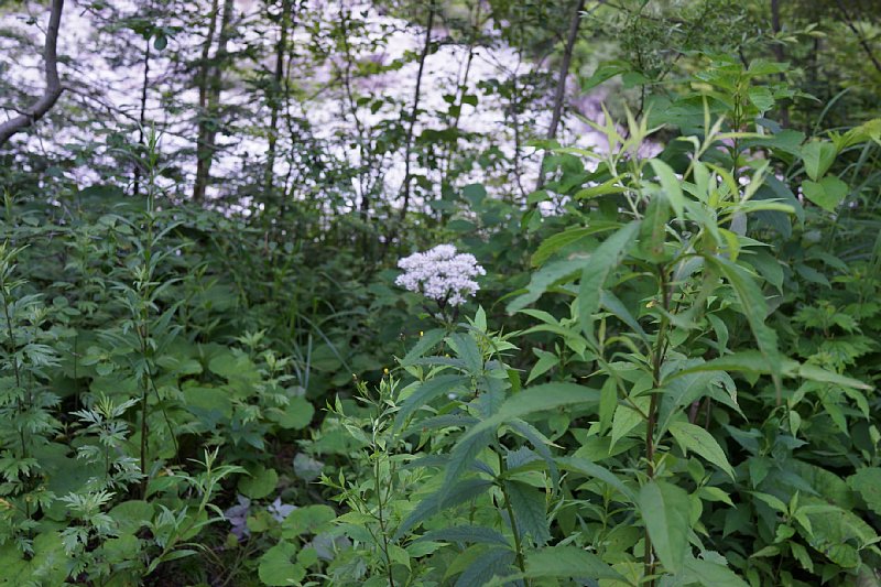 DSC06177.JPG