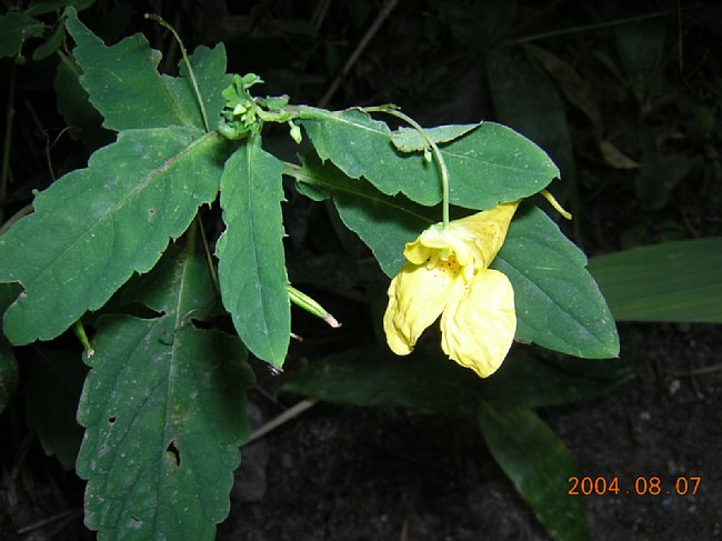 DSCN0860.JPG