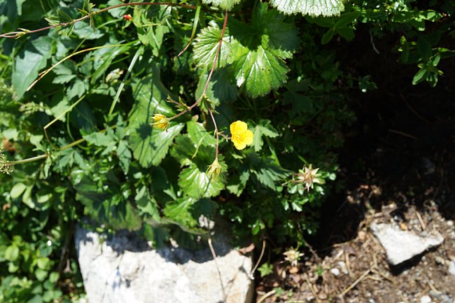dsc01612.jpg